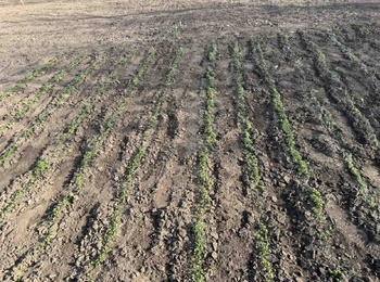 Колекційний розсадник польових культур