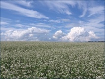 Ювілей науковця