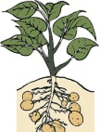Господарське значення й особливості технології вирощування бульбоплідних культур