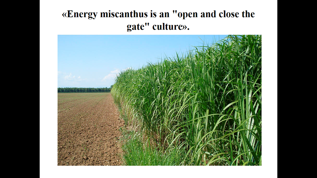 Дисципліна «Біоенергетичні культури», лекція «Energy miscanthus is an 